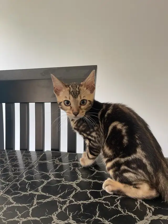 chatons bengals in Cats & Kittens for Rehoming in Laurentides - Image 3
