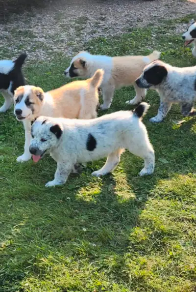 Upcoming Central Asian Shepherd (Alabai) Puppies – Reserve Now, View more