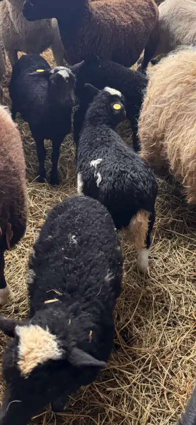 Ram lambs , View more
