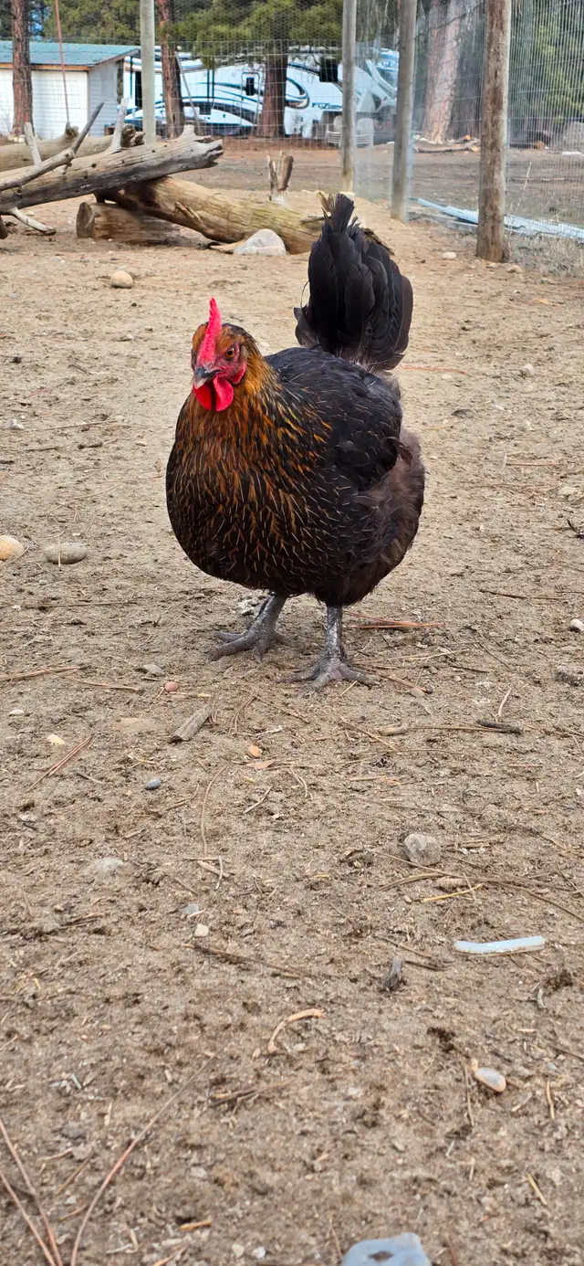 Fertilized eggs in Livestock in Cranbrook - Image 6