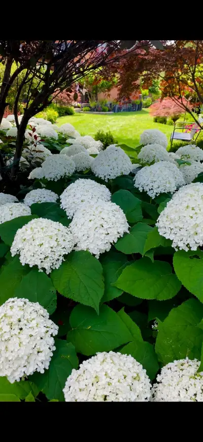 Snowball/Annabelle/ Smoth Hydrangea $10, View more