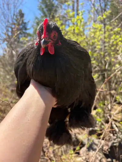 Bantam Cochin hens $40 More than what is pictured, also some satins and one polish/silkie Last years...