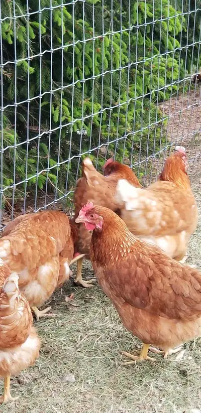 Laying RSL hens, View more
