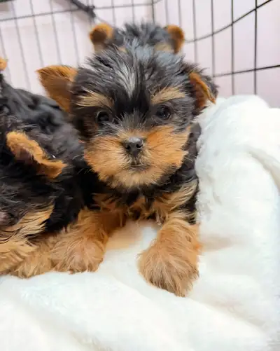 Hypoallergenic non shedding tiny Yorkie puppies have been vaccinated and dewormed. Their ears are st...