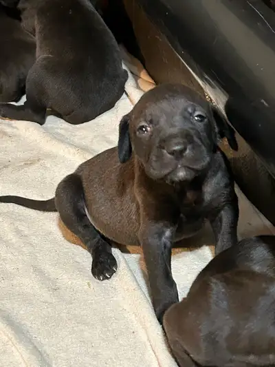 Weimaraner Presa Canario Mastiff Puppies, View more