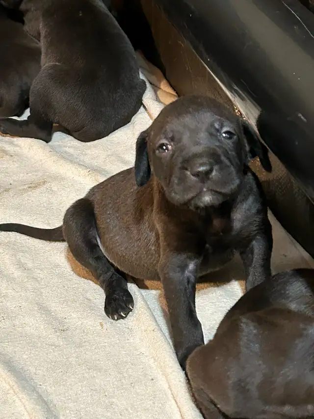 Weimaraner Presa Canario Mastiff Puppies in Dogs & Puppies for Rehoming in St. Catharines - Image 2