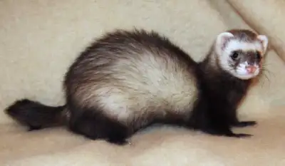 Ferrets and more!, View more