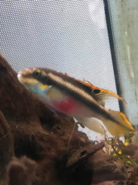 3 Freshwater Tropical Fish for Sale