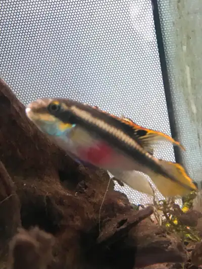 2 Rainbow Kribensis Cichlids for Sale