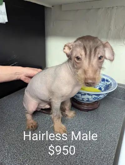 Amazing smart and funny pups! Have 1st vaccine and dewormed twice. Very healthy and no issues with t...