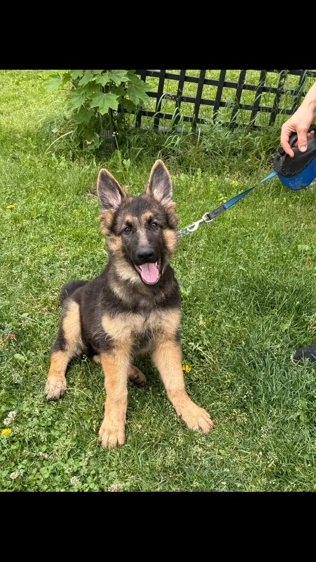 REDUCED FROM $2500  !!!!Pure Bred World Class GSD Puppies in Dogs & Puppies for Rehoming in City of Toronto - Image 5