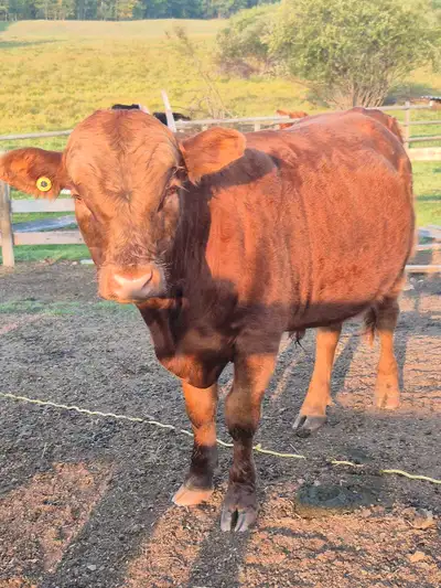 1.5 year-old polled red Dexter bull, View more