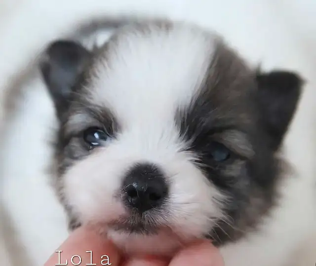Pomeranian puppies in Dogs & Puppies for Rehoming in Winnipeg - Image 5