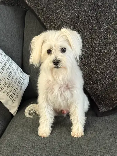 Bonjour je m’appelle Olaf. Je suis un Schnauzer blanc pure race acheté d’un éleveur et je suis stéri...