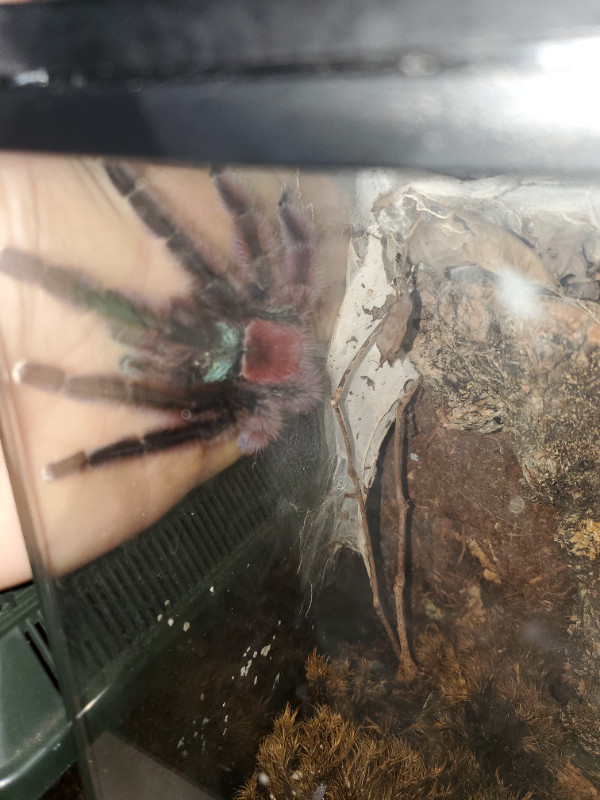 Male Caribena Versicolor in Small Animals for Rehoming in City of Toronto - Image 2