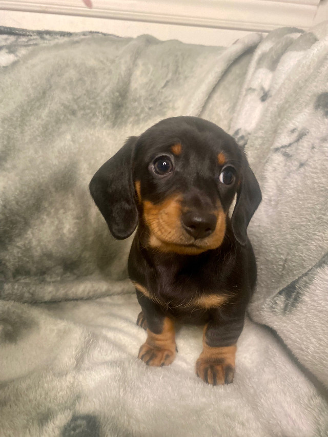 Dachshund Puppies in Dogs & Puppies for Rehoming in Ottawa - Image 4