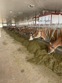 Jersey milk cows 