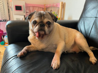 Pug 10ans a donner / Pug 10yrs to Give