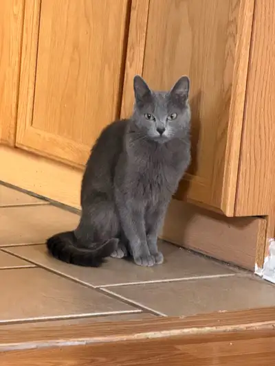 Grey female cat looking for a home. , View more