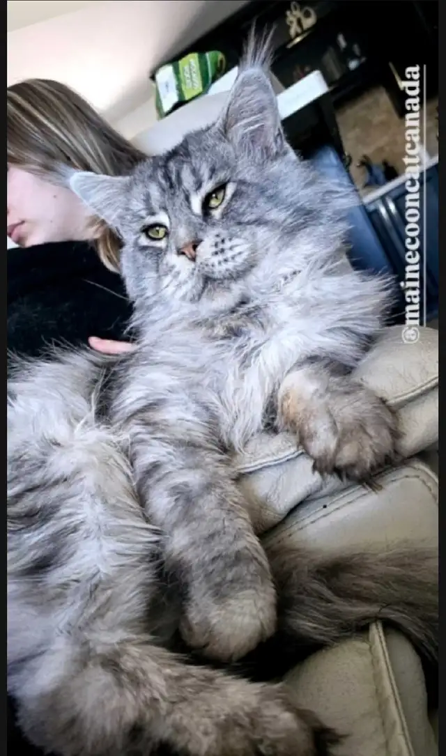 CHAMPION GIGANTIC MAINE COONS