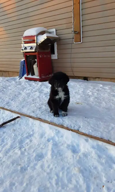 puppies for sale, View more