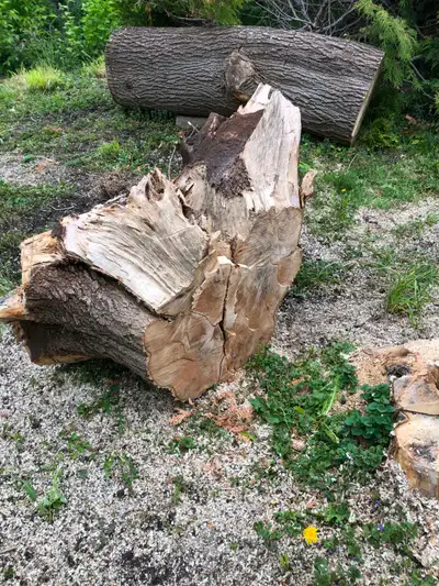 Free Tree Stump and Torso, View more