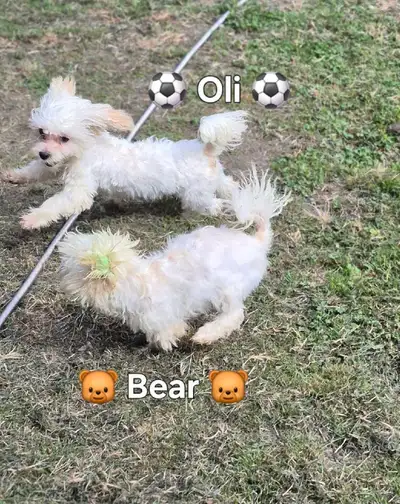 ❤️ SWEET AND FRIENDLY MALSHI PUPPIES ❤️, View more