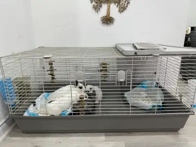 1 large bunny cage, other accessories and food. Pls text me for details. Serious inquiries only. 1....