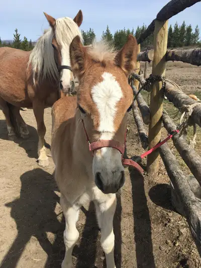 CHA Registered 2025 Haflinger Filly, View more