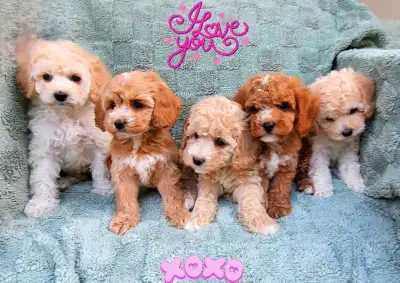 Mini Cockapoo Puppies/Toy Poodle & Cocker Spaniel), View more