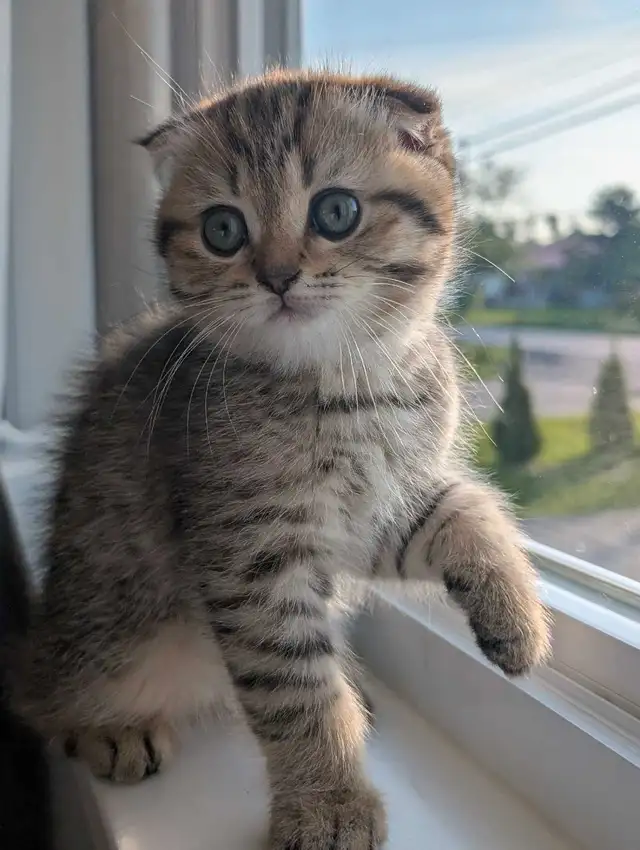 Scottish fold X British Shorthair Kittens in Cats & Kittens for Rehoming in Moncton - Image 3