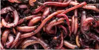 COMPOST WORMS  (red wigglers)