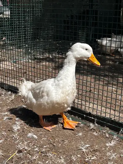 Pekin duck drake , View more