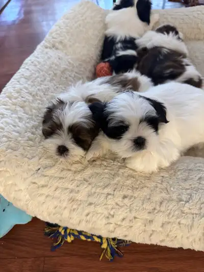 Shitzu puppies , View more