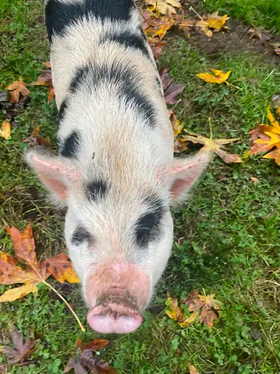 Small, friendly pig for sale., View more