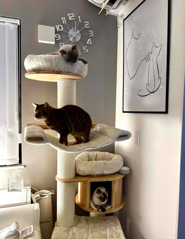 Cat Tree For Sale in Other in Cambridge - Image 2