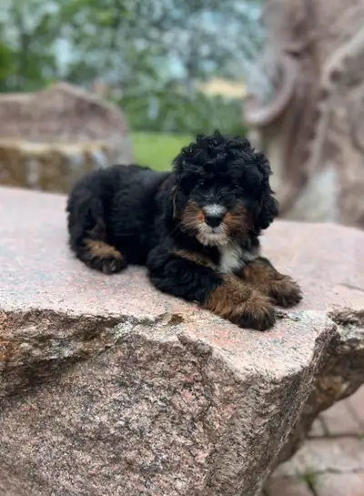 Mini Bernedoodle, View more