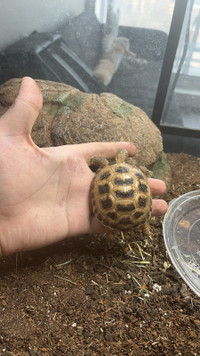 Rehoming for my 5 month old Russian Tortoise