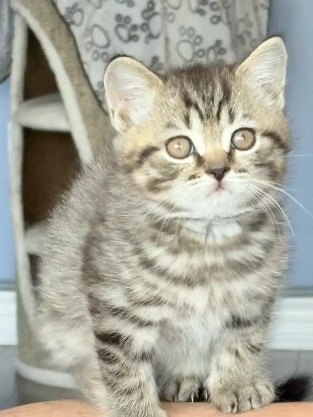 Purebred Scottish Fold Kittens in Cats & Kittens for Rehoming in City of Toronto - Image 5
