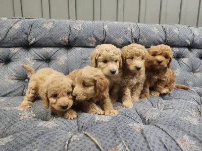 Golden doodle, View more