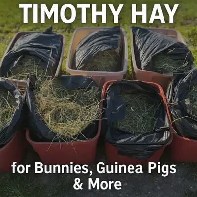 Premium Timothy Hay for Small Pets – $10/kg Fresh, sun-dried Timothy hay – perfect for rabbits, guin...