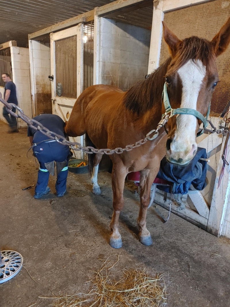 Horse/Stable hand Horses & Ponies for Rehoming Peterborough Kijiji