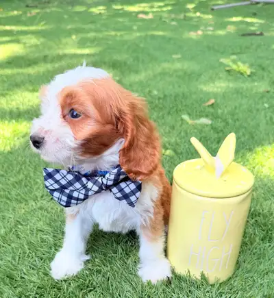 mini cockapoo puppies, View more