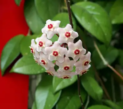 Real Hoya carnosa plant, View more