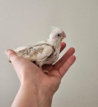 Adorable white face cinnamon baby cockatiel 