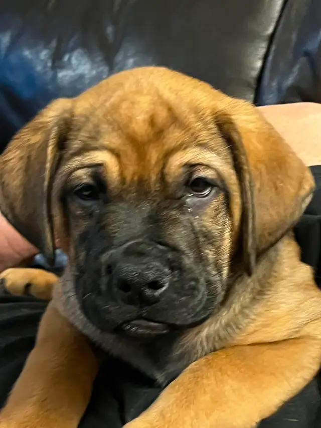 Mastiff mix pups 6 boys in Dogs & Puppies for Rehoming in Sarnia - Image 10