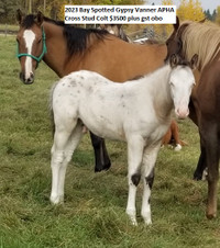 2023 Spotted Draft/Gypsy Vanner  Foals Available
