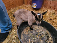 Pygmy goat babies 