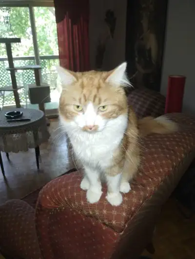 chat mâle nom spirite 2 ans très gentil, View more