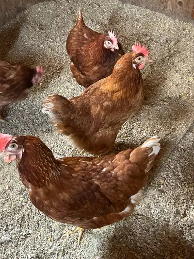 Laying Hens for sale , View more